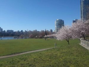 Cherry Blossoms in David Lam Park, False Creek, Yaletown | Photography by Jenny S.W. Lee