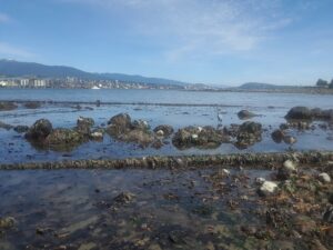 Stanley Park Seawall | Photography by Jenny S.W. Lee