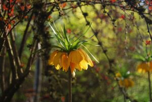 VanDusen Botanical Garden | Photography by Jenny S.W. Lee
