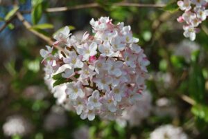 VanDusen Botanical Garden | Photography by Jenny S.W. Lee