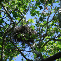 Great Blue Heron Colony and nest, Stanley Park, Vancouver BC | Photography by Jenny S.W. Lee