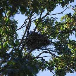 Great Blue Heron Colony and nest, Stanley Park, Vancouver BC | Photography by Jenny S.W. Lee