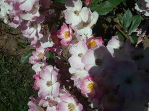 Woodland Park Rose Garden, Seattle, WA | Photography by Jenny S.W. Lee