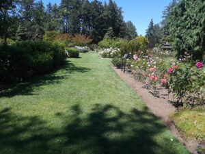 Woodland Park Rose Garden, Seattle, WA | Photography by Jenny S.W. Lee