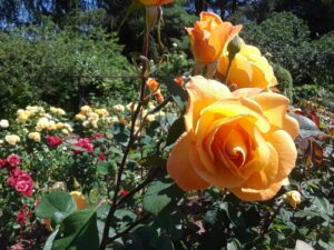 Woodland Park Rose Garden, Seattle, WA | Photography by Jenny S.W. Lee