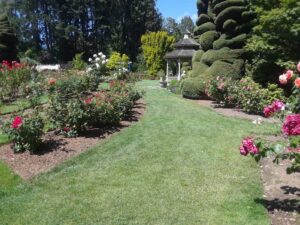 Woodland Park Rose Garden, Seattle, WA | Photography by Jenny S.W. Lee