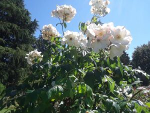 Woodland Park Rose Garden, Seattle, WA | Photography by Jenny S.W. Lee