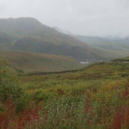 Denali National Park, Alaska | Photography by Jenny S.W. Lee